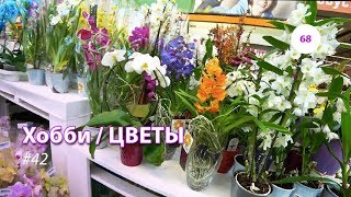 68#42 / Хобби-Цветы / 15.06.2018 - ОБИ (ХИМКИ). ОБЗОР