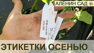 СУПЕР бирки для рассады ОСЕНЬЮ. Было и стало... / Super markers for seedlings in fall