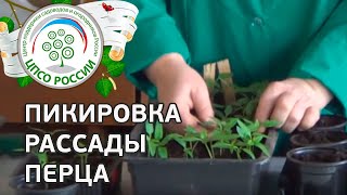 Как пикировать перец. Пикировка сеянцев перца сладкого.