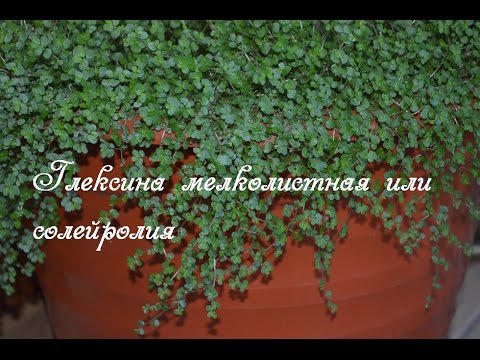 Почвопокровное растение. Глексина мелколитстная для мульчирования кашпо с растением