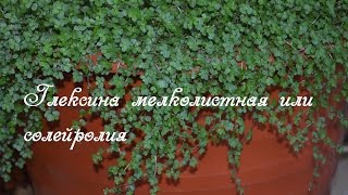 Почвопокровное растение. Глексина мелколитстная для мульчирования кашпо с растением