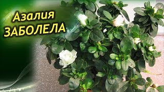 Миниатюра для видео