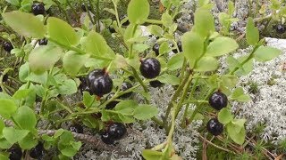Необычная черника (черные, блестящие ягоды). Лесные зарисовки