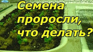 УРА! ПЕРВЫЕ ВСХОДЫ ЦВЕТОВ! Что нужно сразу сделать.