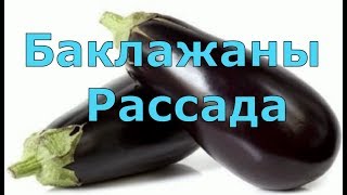 276. Рассада баклажанов . Сеем по всем правилам.