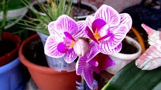 Мини орхидея в воде Sogo Vivien вариегатный, красотка\Mini Orchid variegated, beauty
