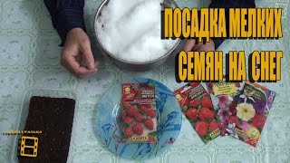 ПОСАДКА МЕЛКИХ СЕМЯН НА СНЕГ. ПРОСТОЙ СПОСОБ ПОСАДКИ МЕЛКИХ СЕМЯН #СЕМЕНА #САД