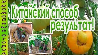 ►КИТАЙСКИЙ СПОСОБ ВЫРАЩИВАНИЯ ТОМАТОВ!!!РЕЗУЛЬТАТ ЕСТЬ!!!