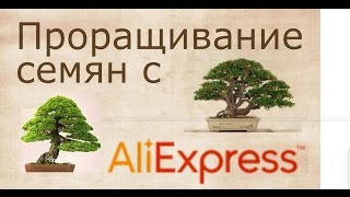 Опыт проращивания семян с Али-Экспресс. Бонсай