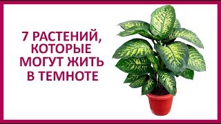 🔴 7 КОМНАТНЫХ РАСТЕНИЙ, КОТОРЫЕ ПРЕКРАСНО РАСТУТ В ТЕМНЫХ УГОЛКАХ КОМНАТЫ! ★ Women Beauty Club