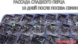 10 ДНЕЙ ПОСЛЕ ПОСЕВА СЕМЯН ПЕРЦА / ВСХОДЫ ЧЕРЕЗ НЕДЕЛЮ