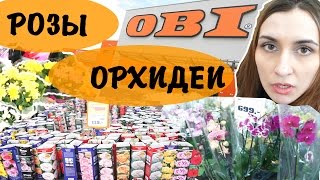 ПОЕЗДКА В ОБИ: ОРХИДЕИ, ГОРШКИ, РОЗЫ