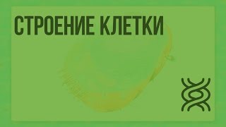 Строение клетки