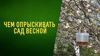 Чем опрыскивать сад весной. Видео. Садовый мир