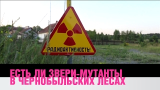 Есть ли звери-мутанты в чернобыльских лесах?