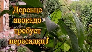 Чудо деревце авокадо! Как пересадить дерево авокадо?