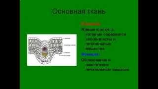 Ткани растений и их виды.AVI