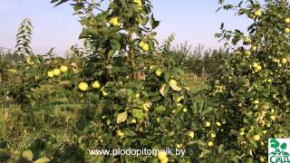 Ранние летние сорта яблонь, краткое описание, плодоношение в питомнике растений Сад.