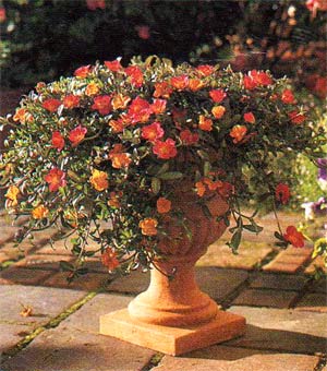 портулак в вазоне на даче цветущие растения