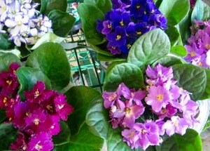 Фиалка не цветет - как заставить фиалку цвести