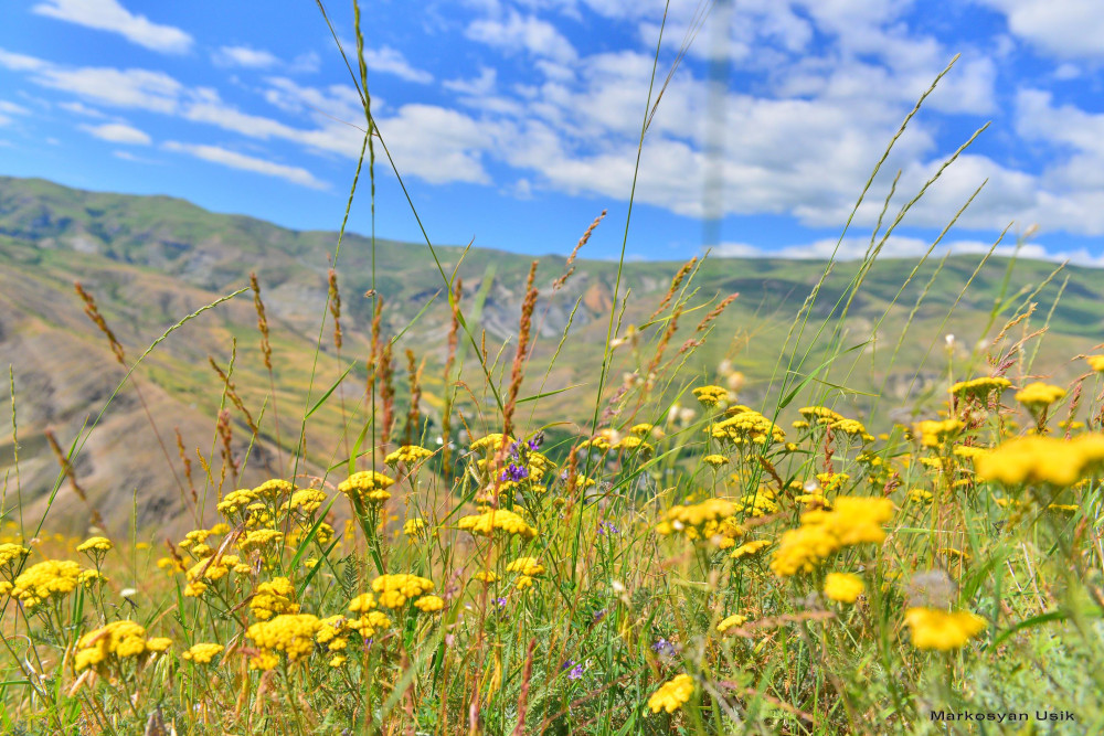 Маркосян Усик Горные цветы Армении..--