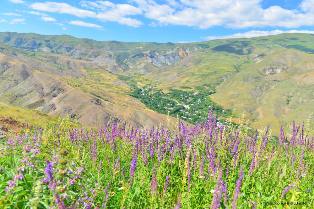 Маркосян Усик Горные цветы Армении.-