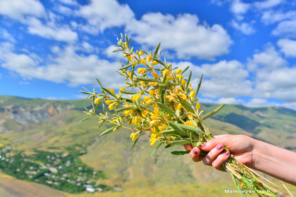 Маркосян Усик Горные цветы Армении.11