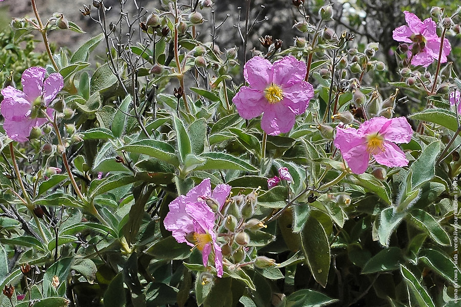 Zistrose-(Amargante,-Cistus-symphytifolius)-3798