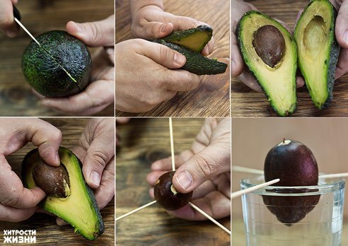 Как вырастить авокадо из косточки. Технология процесса
