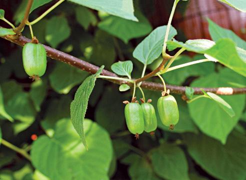 Актинидия коломикта - польза плодов лианы