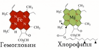 chlorohyll-hemoglobin