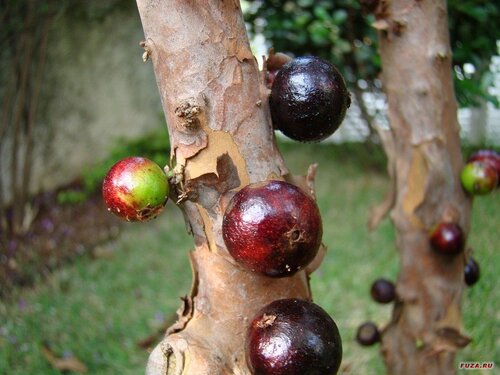 Виноградное дерево, Jabuticaba