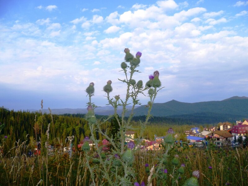 Россия, Шерегеш (Russia, Sheregesh), чертополох