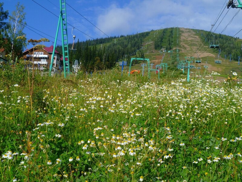 Россия, Шерегеш (Russia, Sheregesh), ромашки