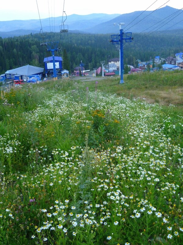 Россия, Шерегеш (Russia, Sheregesh), ромашки