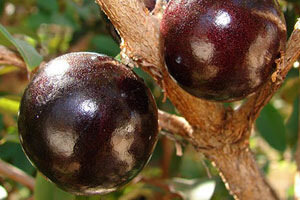 Виноградное дерево, Jabuticaba