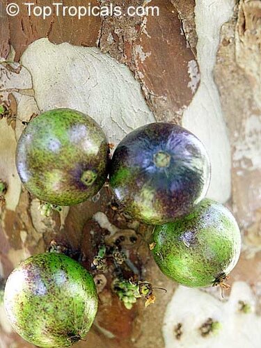 Виноградное дерево, Jabuticaba