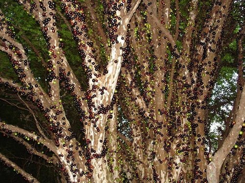 Виноградное дерево, Jabuticaba