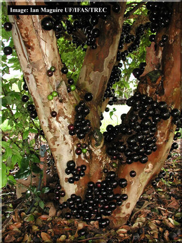 Виноградное дерево, Jabuticaba