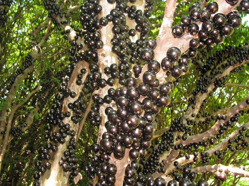 Виноградное дерево, Jabuticaba