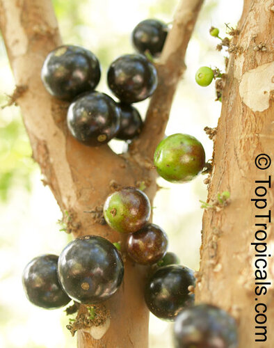 Виноградное дерево, Jabuticaba