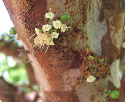 Виноградное дерево, Jabuticaba