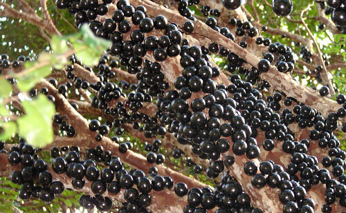 Виноградное дерево, Jabuticaba