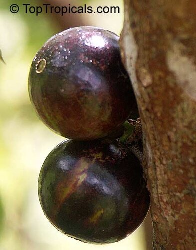 Виноградное дерево, Jabuticaba