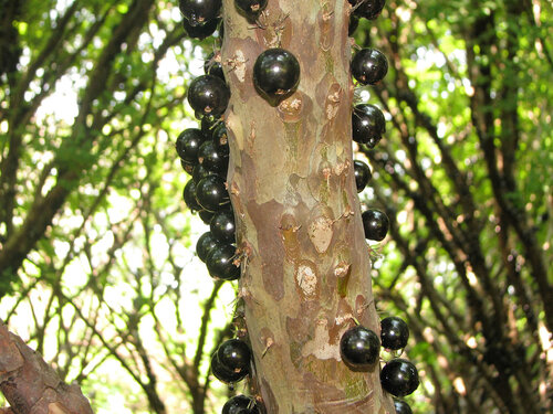 Виноградное дерево, Jabuticaba