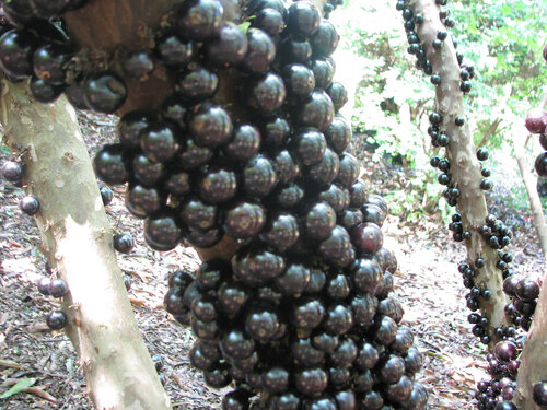 Виноградное дерево, Jabuticaba