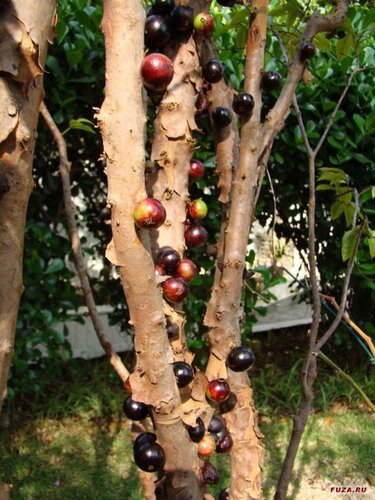 Виноградное дерево, Jabuticaba