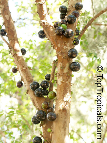 Виноградное дерево, Jabuticaba