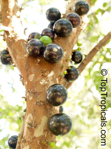 Виноградное дерево, Jabuticaba