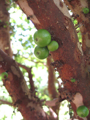 Виноградное дерево, Jabuticaba